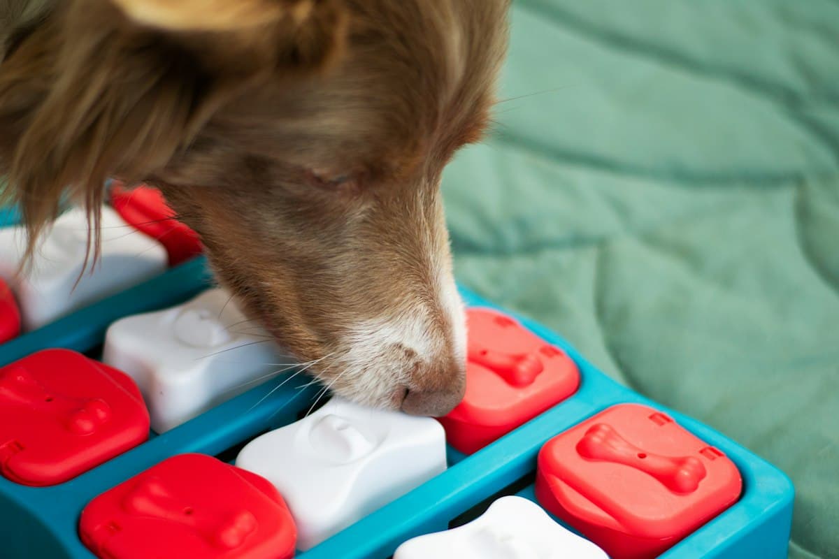 A dog sniffing out treats from a puzzle toy
