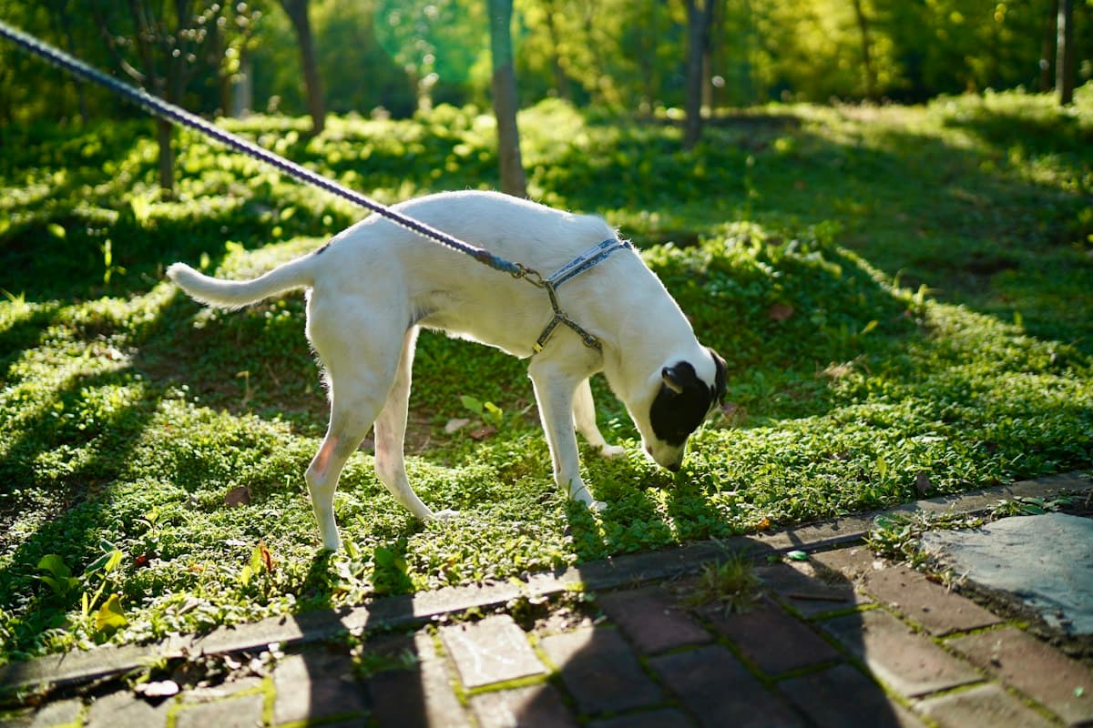 A white dog on a leash sniffing the grass on a slow walk