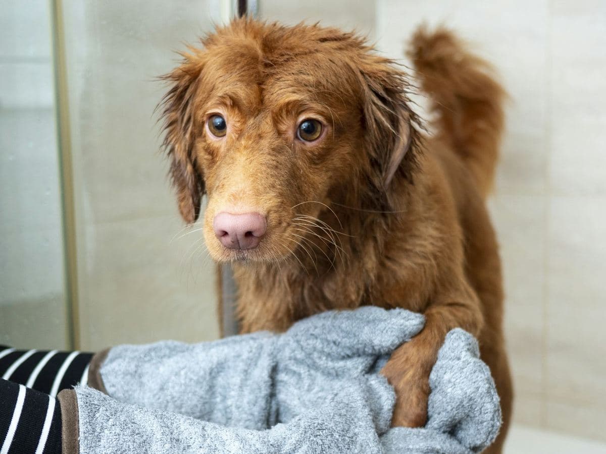 A brown dog being dried with a towel glove after a walk