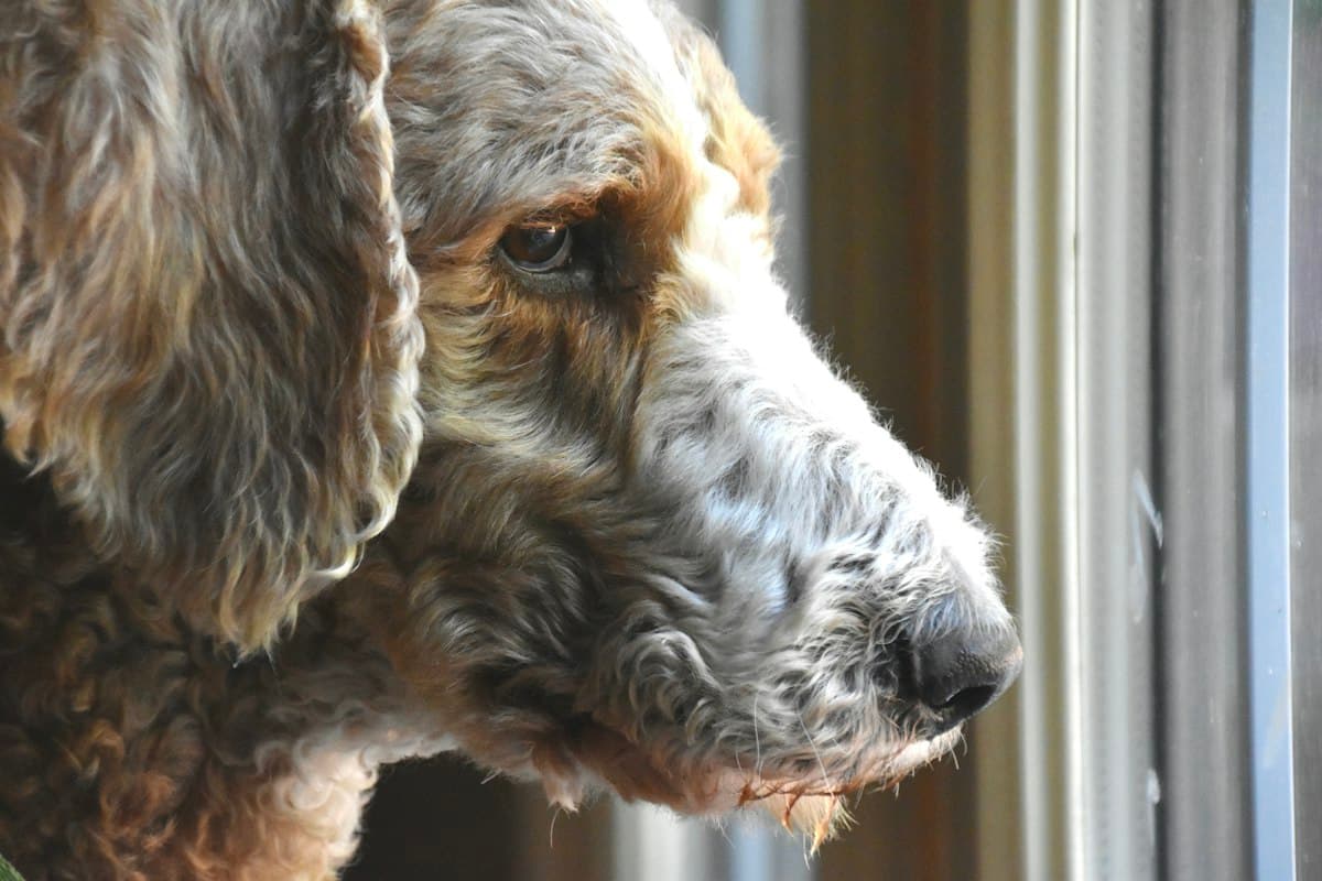 A curly-haired dog gazing out of a window